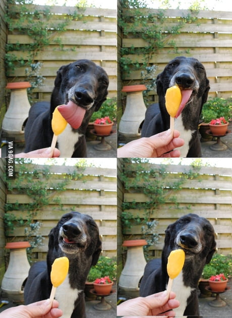 dog eating popsicle