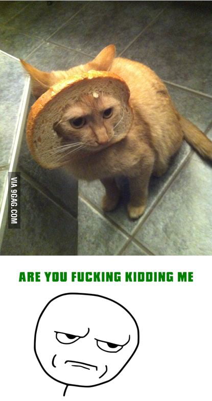 I breaded my cat today.. this is the first thing I thought - 9GAG