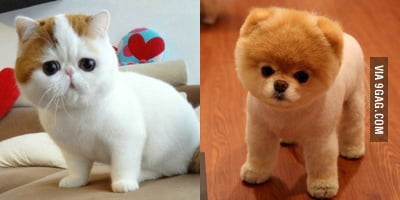 The cat version of BOO (the cutest dog in the world) :) - 9GAG