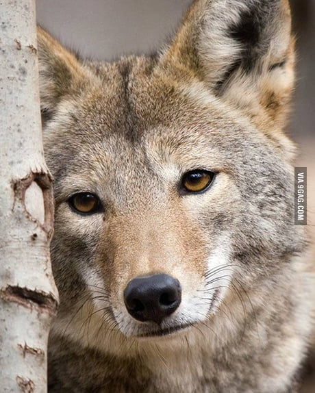 Sad wolf pictures