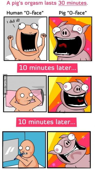 Human orgasm vs Pig orgasm 9GAG