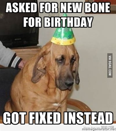 sad birthday dog