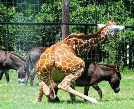 Zoo Brazzers