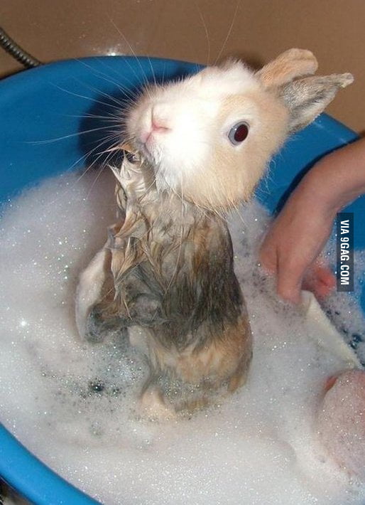 Wet Rabbit 9GAG