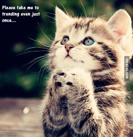 Cute Begging Cat Is Cute - 9GAG