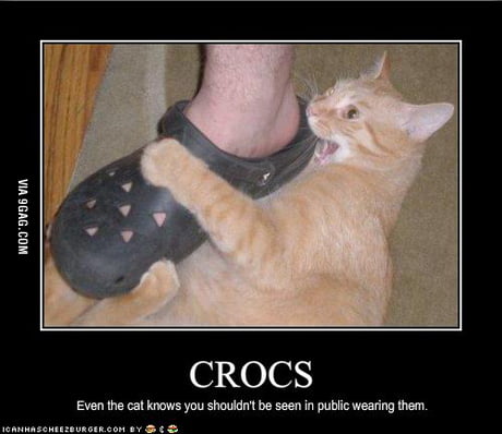 crocs cats