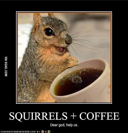 Coffee And Squirrel 9gag