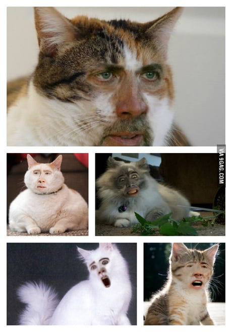 Cats With Nicolas Cage's Face