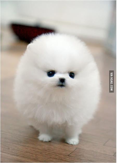 dogs that are really fluffy