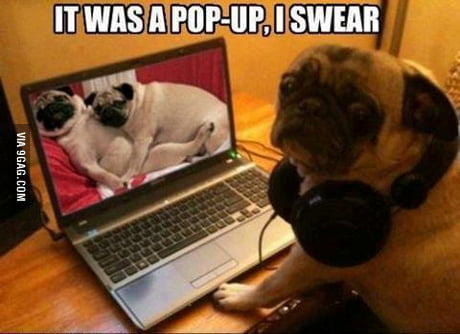 Pugiporn Com - Pug Porn - 9GAG