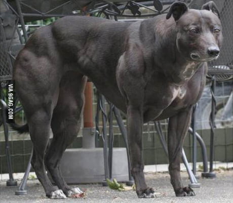 dogs on steroids