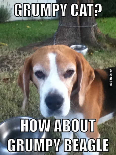 Grumpy beagle store