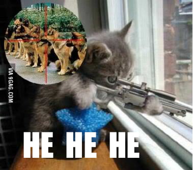 sniper cat