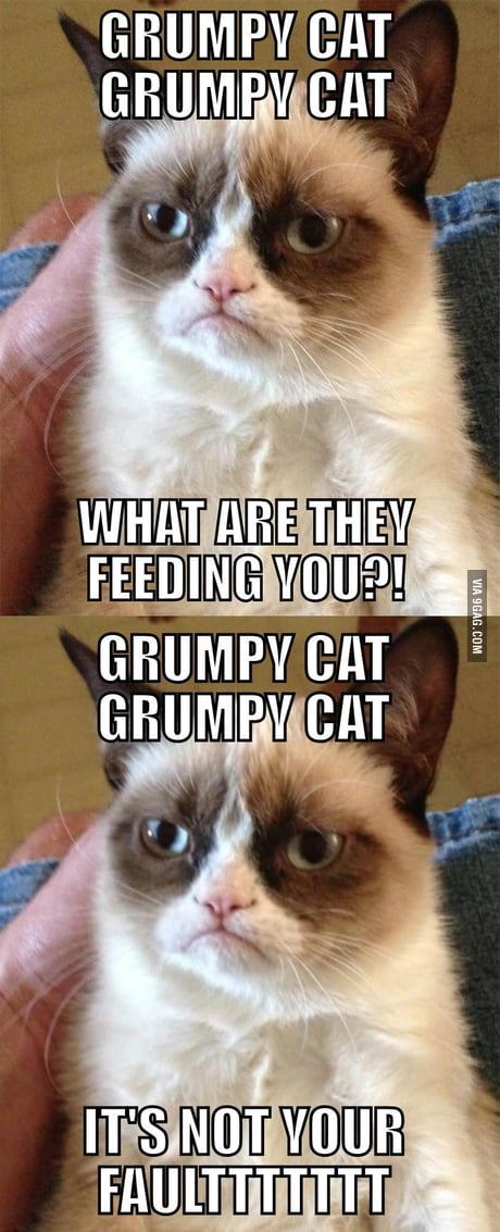 Funny Grumpy Cat Song Memes