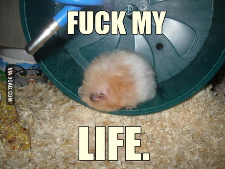 depressed hamster
