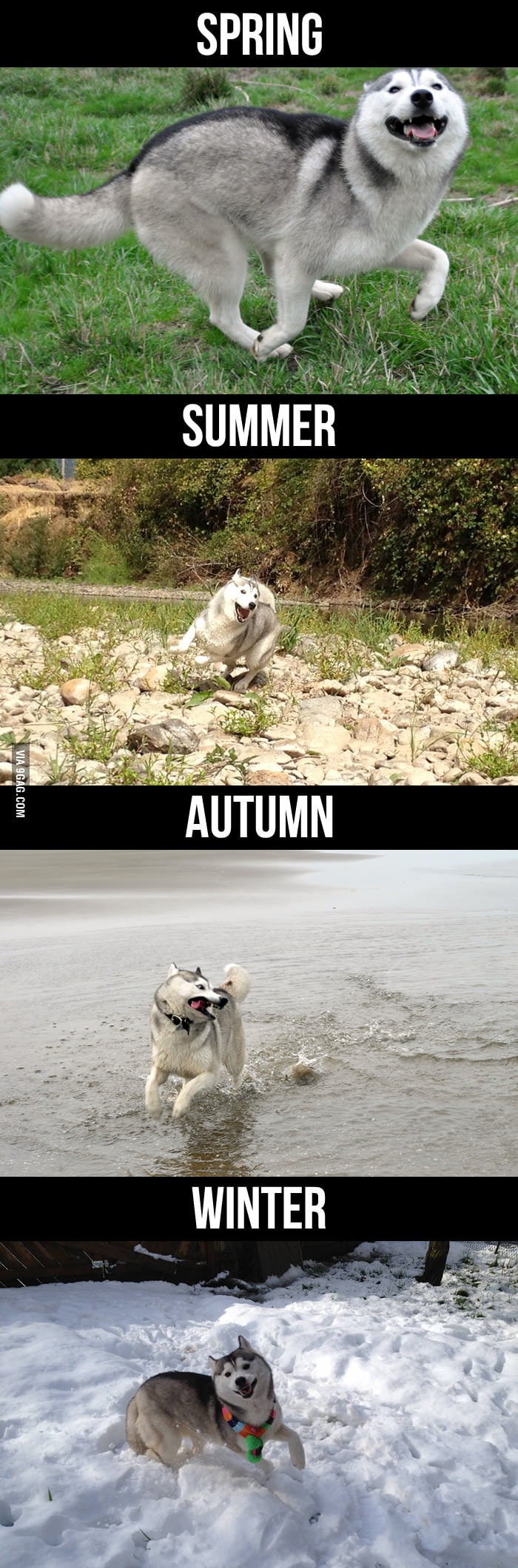 Happy dog all seasons. 9GAG