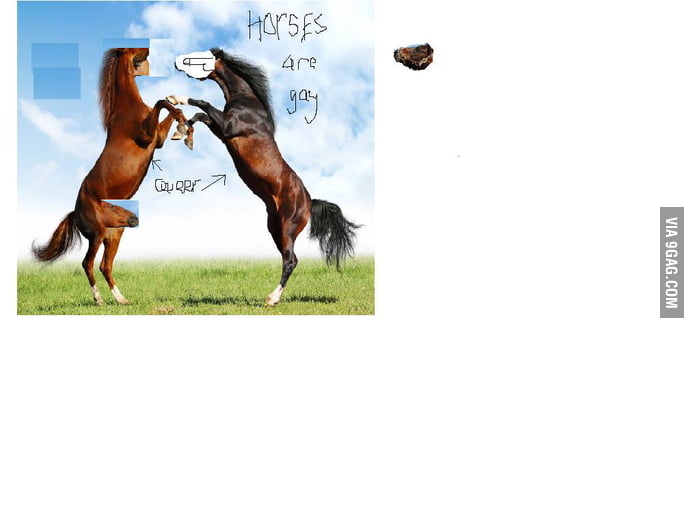 Horses are gay 9GAG