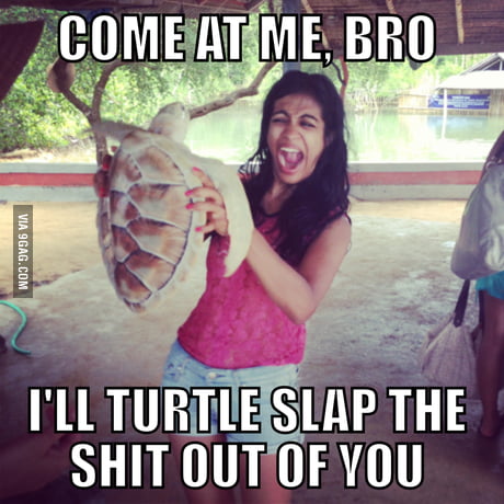 Turtle Slapper Turtle Slap Meme