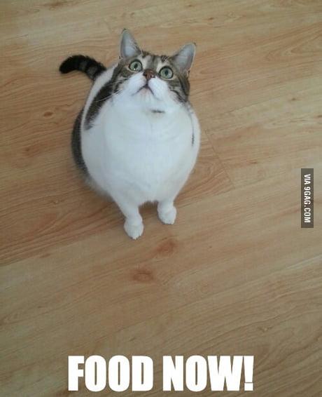 so hungry cat
