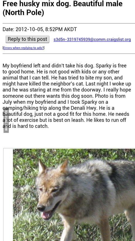 Wolfdog craigslist best sale