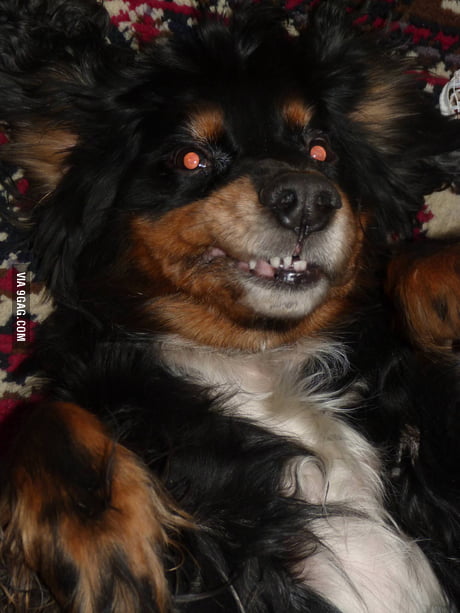 My crazy eyed dog wearing a hard hat - 9GAG