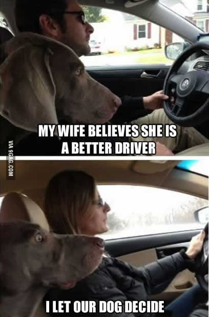 Animals can sense danger - 9GAG Animals can sense danger - 9GAG