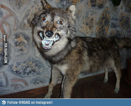 Insanity Wolf's retarded Brother - 9GAG