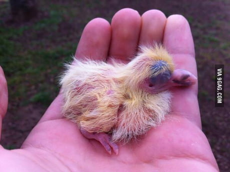 1 Day Old Baby Pigeon 9gag