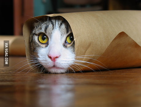 Cat Roll 9GAG