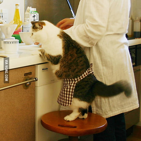 cooking for cats