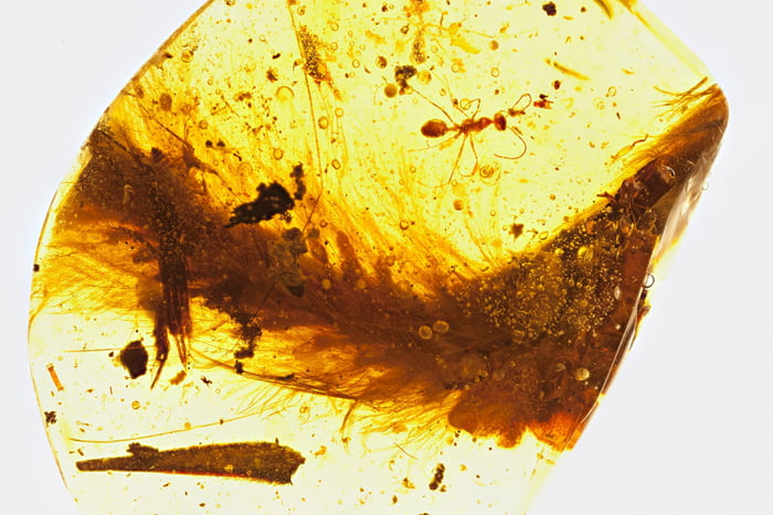 99-million-year-old dinosaur tail found preserved in amber - It is covered completely in feathers