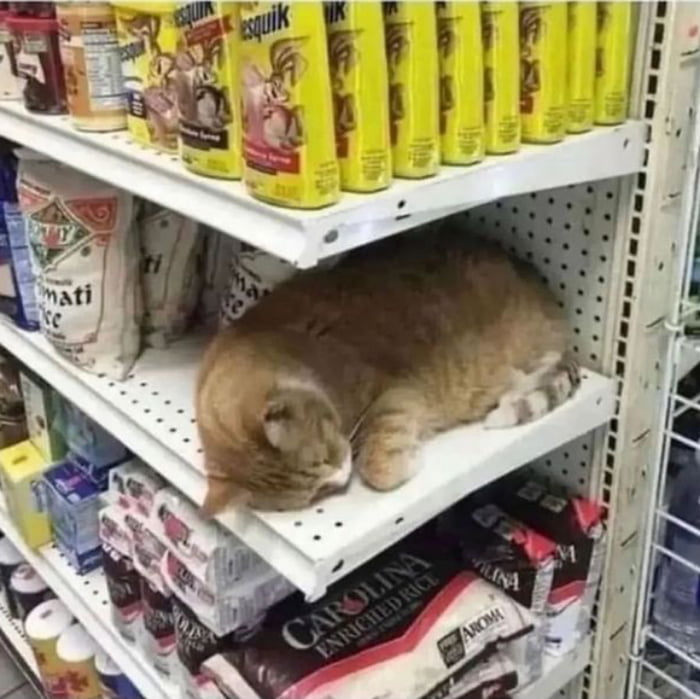 Thank goodness they are back in stock!