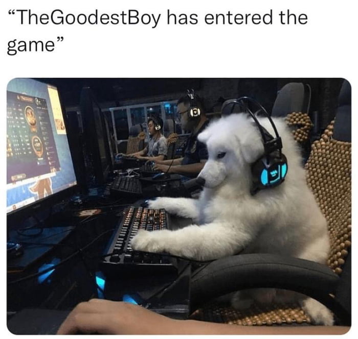 Title Is A Cat Person 9GAG title-is-a-cat-person-9gag