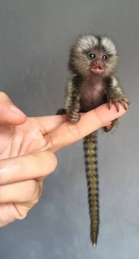 zoologimy di twitter hyeee pygmy marmosets here also known as finger monkey and pocket monkey becuz of my small size httpstcoazxqweyzs9 twitter on where can i buy a real finger monkey