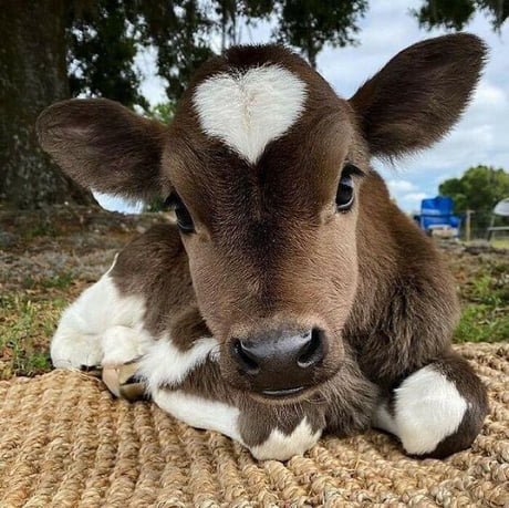 A cattle calf laying down