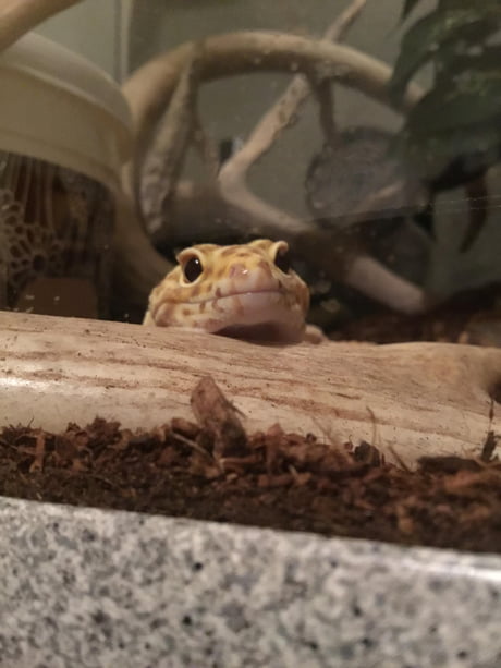 The cutest gecko in the whole wide world - 9GAG
