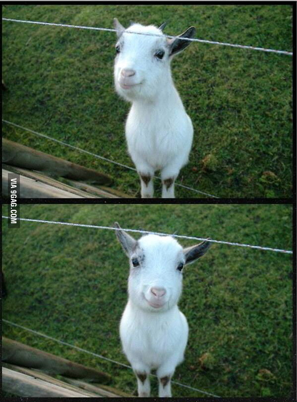 This happy goat is making me feel so good about everything