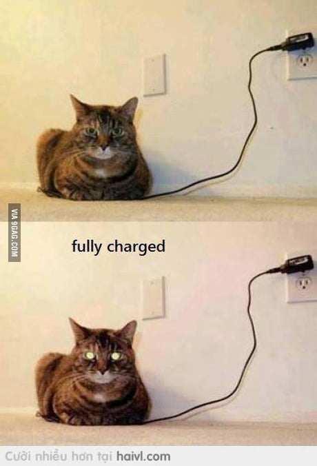 Your Cat Is Fully Charged Please Unplug The Charger 9gag