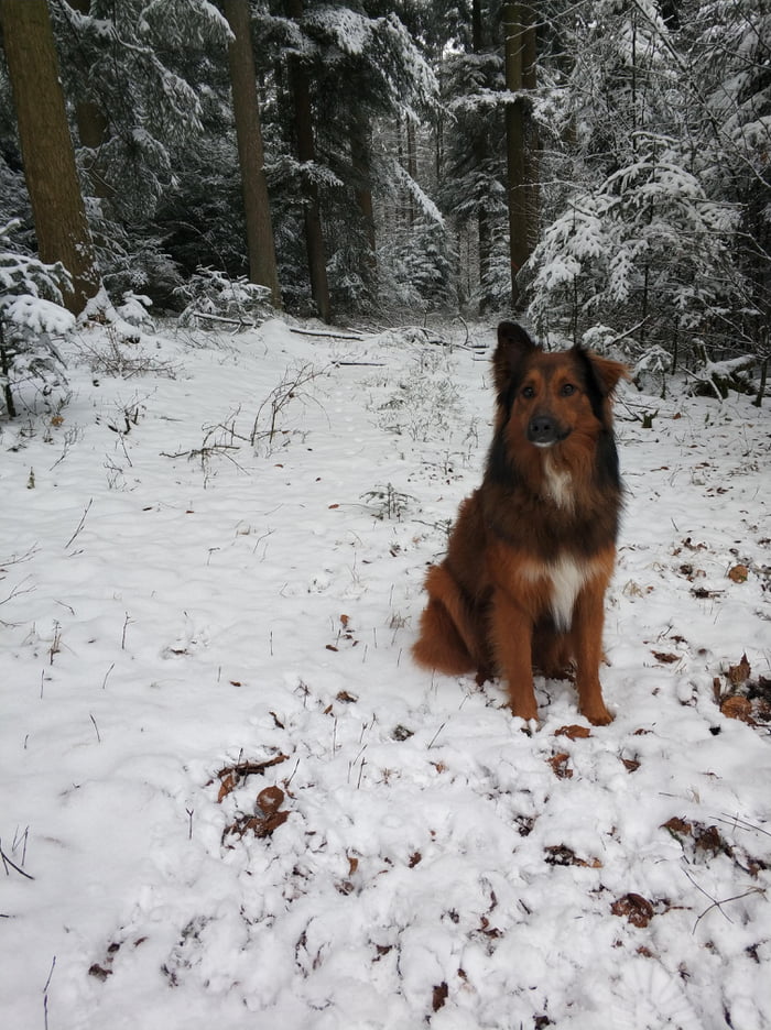 My German Shepherd mixed with Australian Shepherd :-)