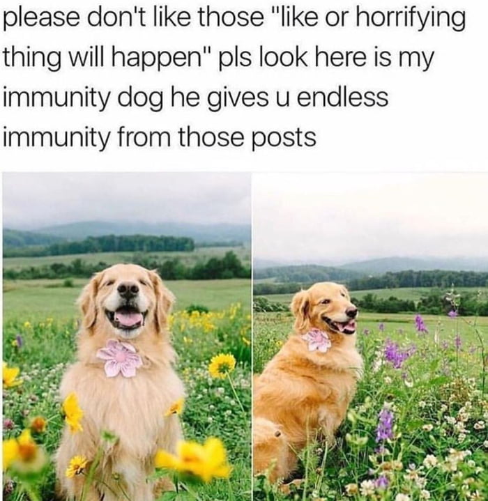 Immunity doggo