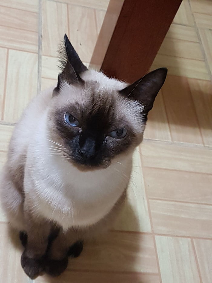 That look like "Pet me or I will kill you".