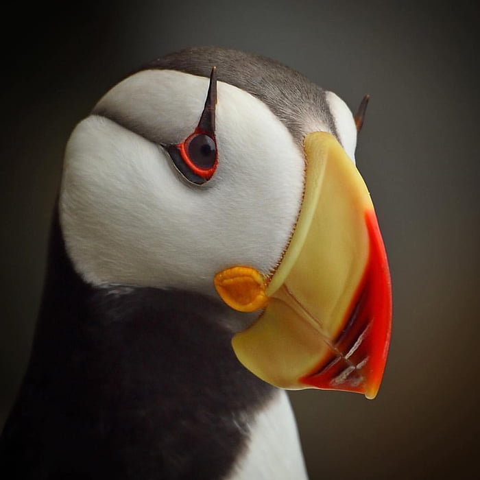 Up close look at a Horned Puffin ?