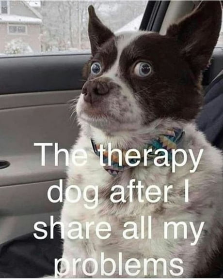 Therapy Dog anyone ?