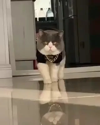 Cat Gangster - 9GAG