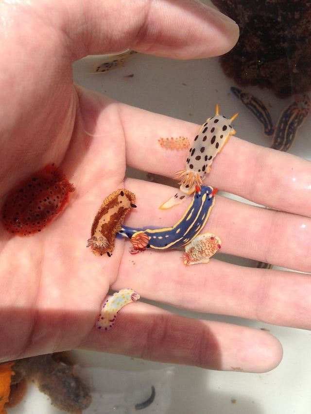 This assortment of Sea slugs