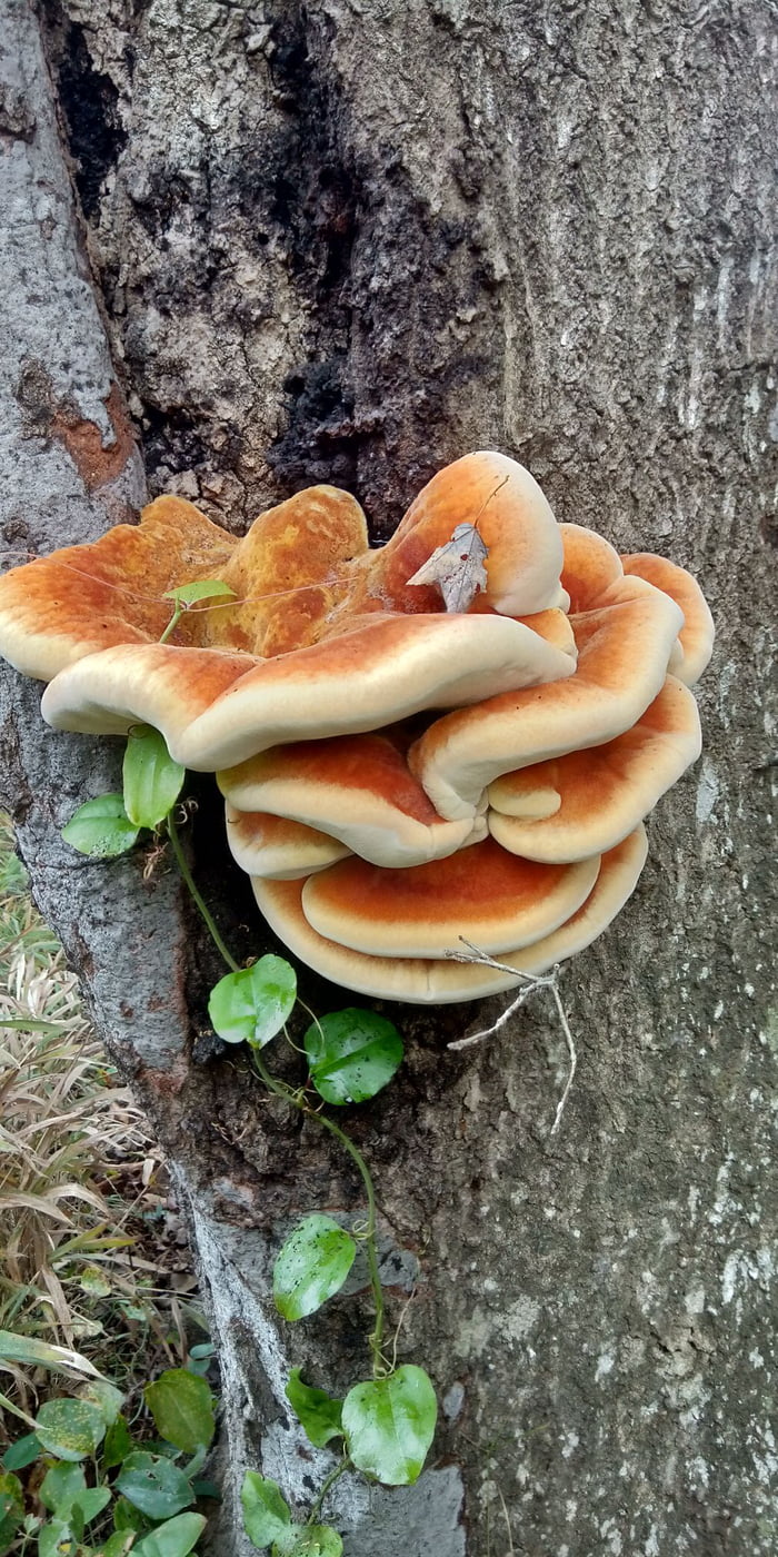 A fungus that looks like a pancake. - 9GAG