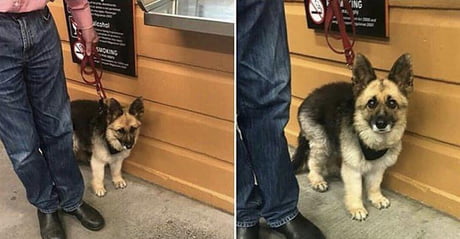 I Saw An Adult German Shepard That S Diagnosed With Dwarfism Meme