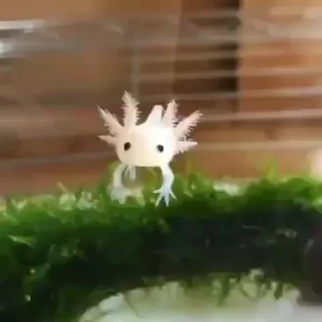 Baby Axolotl 9gag