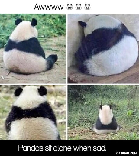 Sad Panda Meme Sad Panda Meme