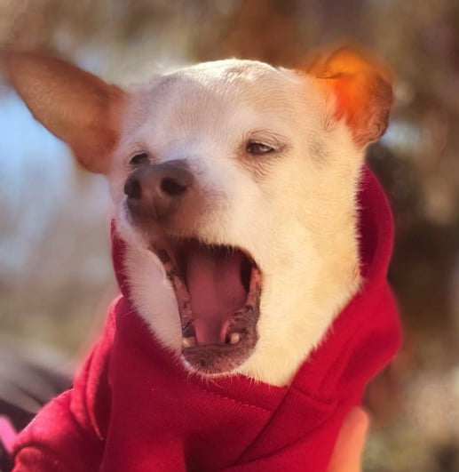 Pebbles The Toy Fox Terrier Named World's 'Oldest Living Dog' At 22 9GAG